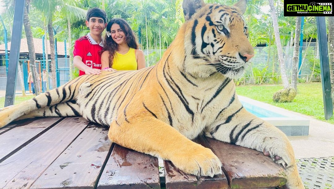 Priya Varrier Instagram - Met these majestic creatures today!🐯 If you’re looking at planning exotic vacations, @pickyourtrail is a saviour! Thank you for making this happen last minute☺️ How can I forget to mention the beautiful @pullmanphuketpanwa resort we’re staying at! Check them out. Tiger PARK Phuket
