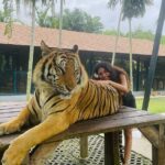 Priya Varrier Instagram – Met these majestic creatures today!🐯
If you’re looking at planning exotic vacations, @pickyourtrail is a saviour!
Thank you for making this happen last minute☺️
How can I forget to mention the beautiful @pullmanphuketpanwa resort we’re staying at!
Check them out. Tiger PARK Phuket