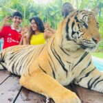 Priya Varrier Instagram – Met these majestic creatures today!🐯
If you’re looking at planning exotic vacations, @pickyourtrail is a saviour!
Thank you for making this happen last minute☺️
How can I forget to mention the beautiful @pullmanphuketpanwa resort we’re staying at!
Check them out. Tiger PARK Phuket