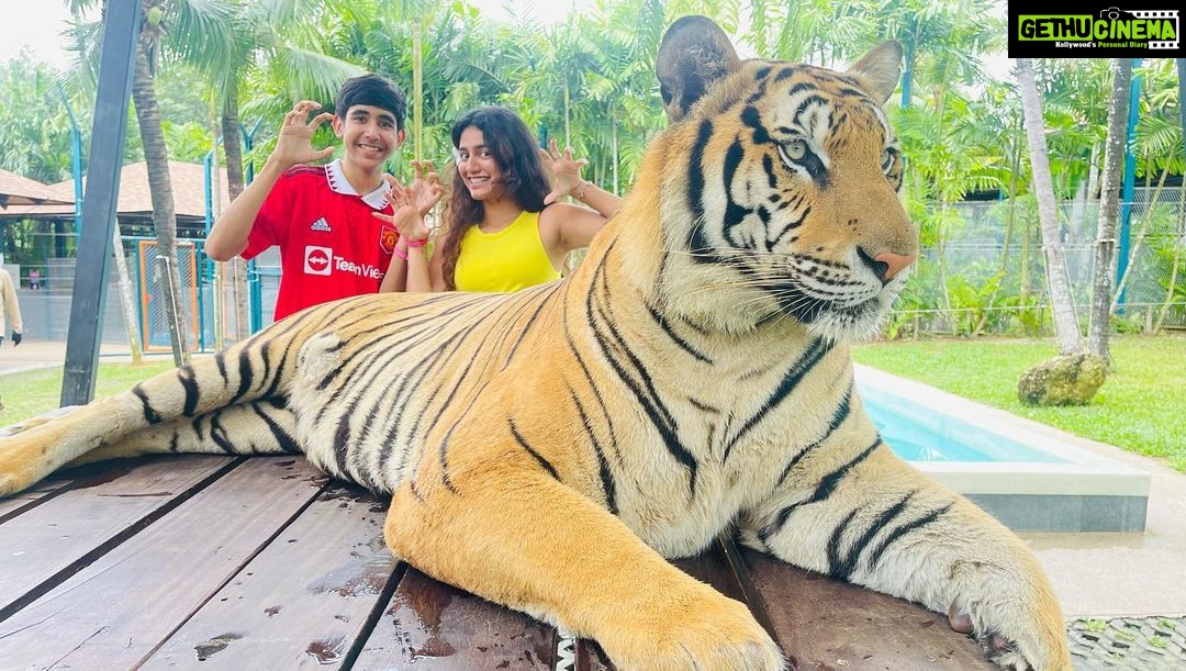 Priya Varrier Instagram - Met these majestic creatures today!🐯 If you’re looking at planning exotic vacations, @pickyourtrail is a saviour! Thank you for making this happen last minute☺️ How can I forget to mention the beautiful @pullmanphuketpanwa resort we’re staying at! Check them out. Tiger PARK Phuket