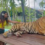 Priya Varrier Instagram – Met these majestic creatures today!🐯
If you’re looking at planning exotic vacations, @pickyourtrail is a saviour!
Thank you for making this happen last minute☺️
How can I forget to mention the beautiful @pullmanphuketpanwa resort we’re staying at!
Check them out. Tiger PARK Phuket