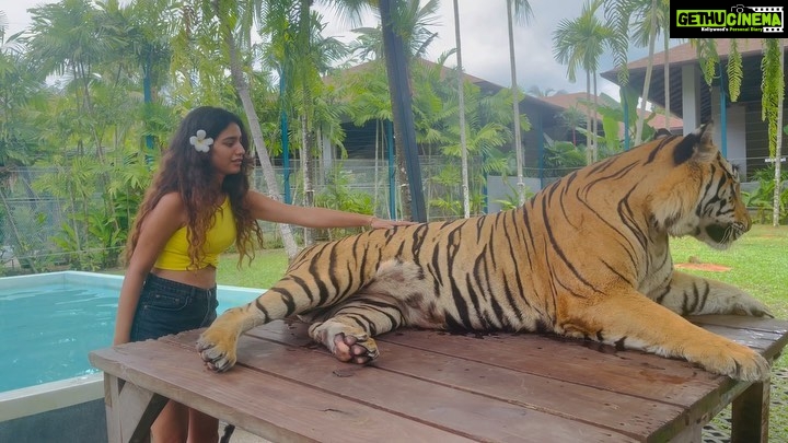 Priya Varrier Instagram - Met these majestic creatures today!🐯 If you’re looking at planning exotic vacations, @pickyourtrail is a saviour! Thank you for making this happen last minute☺️ How can I forget to mention the beautiful @pullmanphuketpanwa resort we’re staying at! Check them out. Tiger PARK Phuket