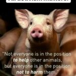 Rashmi Gautam Instagram - #animalwelfare #animalwelfareday2022 #4thoctober #saynotianimalcruelty