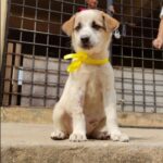 Rashmi Gautam Instagram – Hello people my name is Hydi
I’m looking for a home where I can be loved forever
My age is just 2 months old 
I’m vaccinated and recovering from an accident
To adopt me call on 7330962323
#adopt #adoptdontshop #adoptionsaveslives #hyderabad Hyderabad