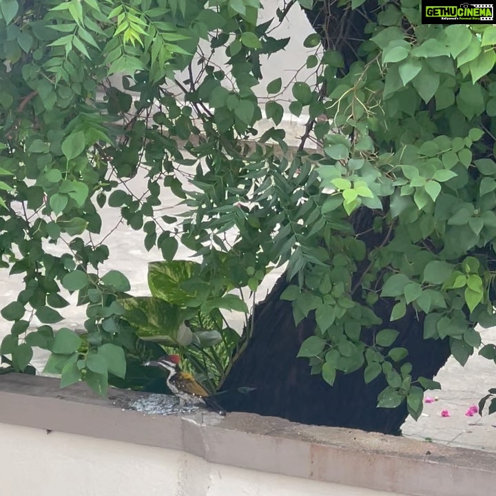 Regina Cassandra Instagram - What do woodpeckers eat? Worms, nuts, fruits and apparently thayir sadam too! 😆 I love it! @antar_agni_ujjawaldubey @romanarsinghaniofficial @jenimakeupartist07 @hairbydrishya @arifminhaz @thejaswi_tanneru @stylebynavyaanddivya P.s: thayir sadam is bae! 😍