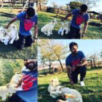 Sai Dharam Tej Instagram – These baby cubs #Lionel ❤️ and #Leroy ❤️@rhinoandlion nature reserve are so cute they loved my shoes, my t-shirt and their bottle so much that it became their toy up until I was there… #nature #lioncubs #southafrica #johannesburg #love #memories Bothongo Rhino and Lion Nature Reserve