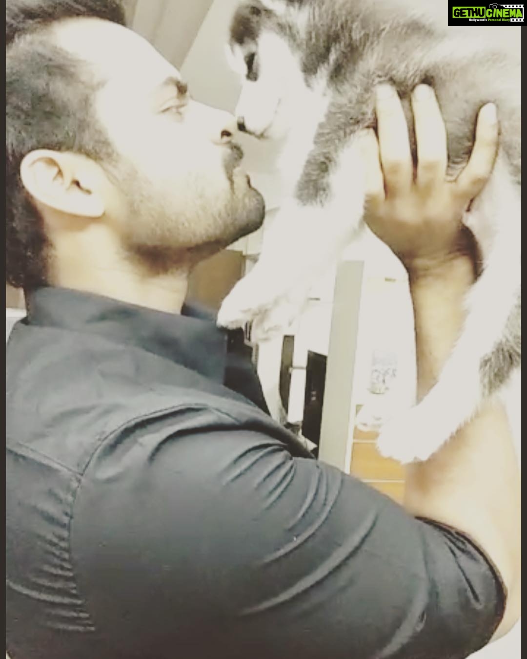Sai Dharam Tej Instagram - The love ❤️ for pets is unconditional #panjatangotej #lovedogs #husky 🐺 #ithusahain