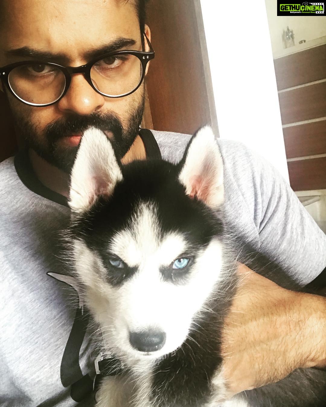 Sai Dharam Tej Instagram - New addition to my family #panjatangotej 🐶 #husky