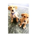 Sanjana Sanghi Instagram - The warmth of your coffee brown fuzzy fur and the calm in your eyes made me feel alive everyday. As you take away a part of me with you, I know you're in a better place. You left us a little too early, Oreo. You're special. All the love. Always. RIP. 28.12.15 - 16.01.17