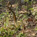 Shakti Mohan Instagram - Caption this . Saw 🐍🐍 in the farm today morning ☀️ Dayummmm never seen anything like it 😳😳😳😳 @imouniroy you have anything to do with this 🙈 🤪 🥴 Don't kill me 🏃‍♀️🏃‍♀️💨 🎥 @neetimohan18