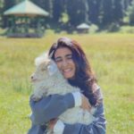 Shalini Pandey Instagram – Love like this 🐑🤍 #Kashmir