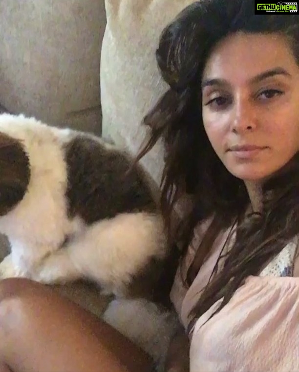 Shibani Dandekar Instagram - lazy Sundays with my cutie #monster! nephew-sitting for @vjanusha #nofilter #dawglife 🐶✌🏾️