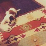 Shibani Dandekar Instagram – when your nephew comes to visit! #monster #coolestauntever .. @vjanusha ❤️