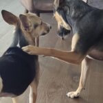 Shibani Dandekar Instagram - I got you always… Happy Rakshabandhan ❤️ #Jim #Ty @faroutakhtar