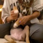 Shibani Dandekar Instagram - #savagechallenge nailed by little TyTy 👏🏽👌🏽 🐕