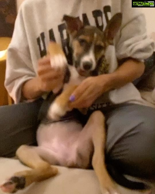 Shibani Dandekar Instagram - #savagechallenge nailed by little TyTy 👏🏽👌🏽 🐕
