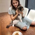 Shirley Setia Instagram – Celebrated my baby’s 2nd birthday recently ♥️ 

All he could see was his cake 😂 (aisa focus hona chahiye life mein) 

#happybirthday Lokii 😘🐱 @lokisylviethor 

#catsofinstagram #cats #catstagram #catmom #shirleysetia