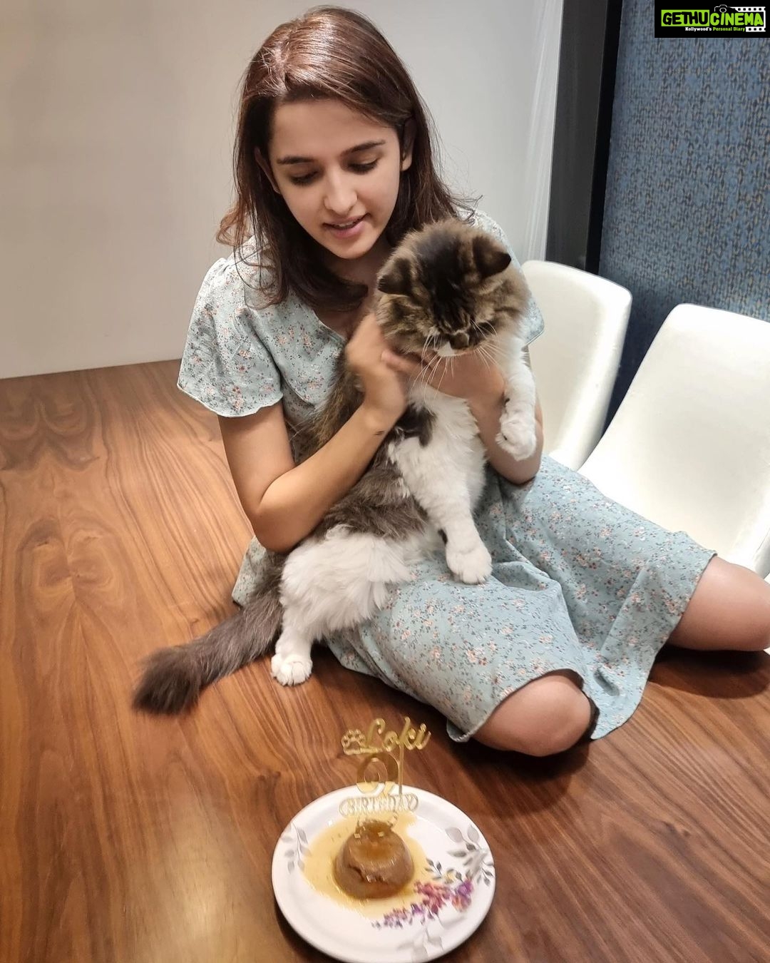 Shirley Setia Instagram - Celebrated my baby’s 2nd birthday recently ♥️ All he could see was his cake 😂 (aisa focus hona chahiye life mein) #happybirthday Lokii 😘🐱 @lokisylviethor #catsofinstagram #cats #catstagram #catmom #shirleysetia
