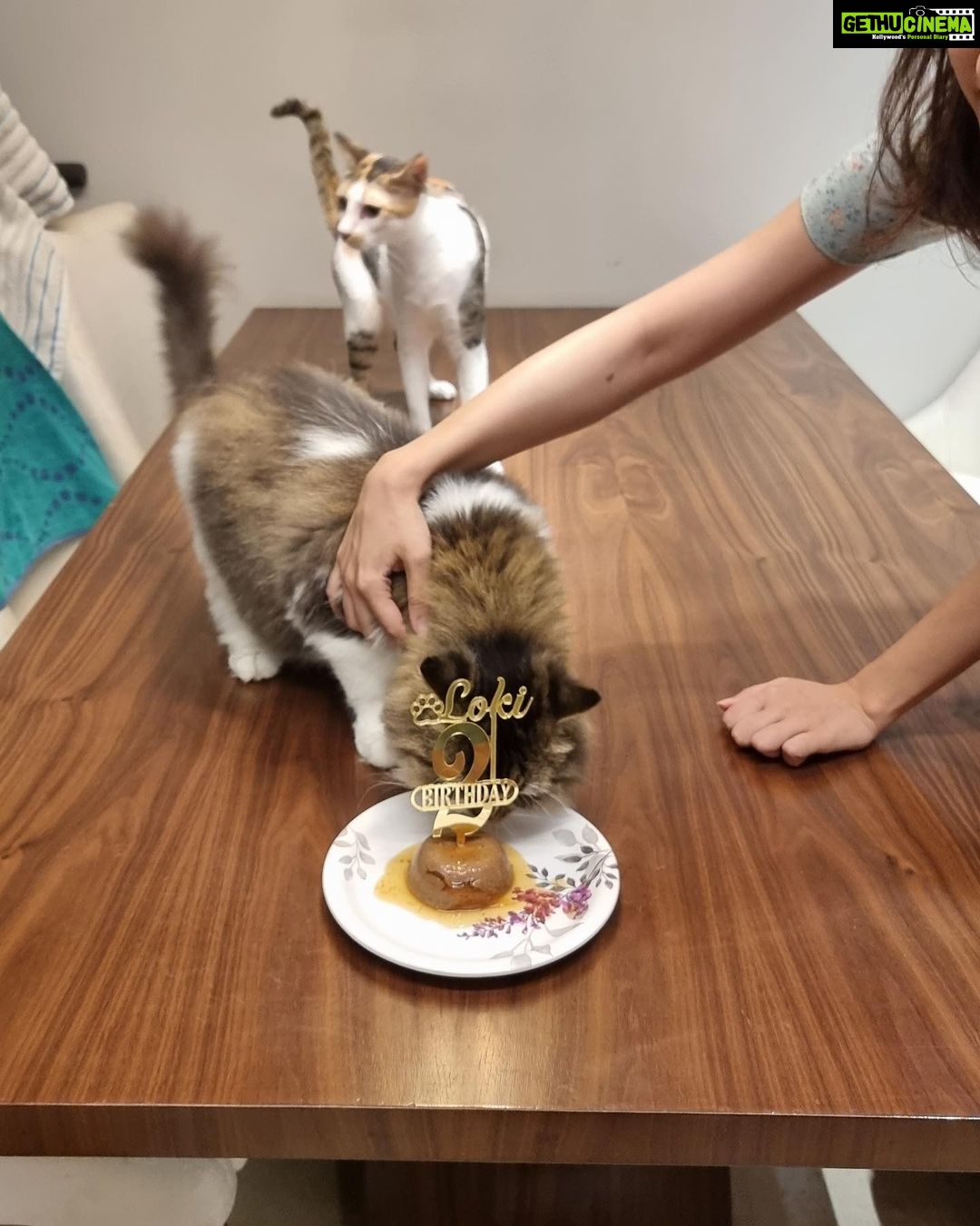 Shirley Setia Instagram - Celebrated my baby’s 2nd birthday recently ♥️ All he could see was his cake 😂 (aisa focus hona chahiye life mein) #happybirthday Lokii 😘🐱 @lokisylviethor #catsofinstagram #cats #catstagram #catmom #shirleysetia
