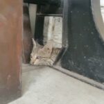 Shirley Setia Instagram - Fan appreciation post 💟 Earlier today, @devsphotographyofficial messaged me asking if I know any animal rescue folks in Indore. He found this cute little kittyyy, scared at a cafe out there! So I said I would try to help. After asking around many people, guess who finally helpeddd - my fans!! @bibss_shirley2 and @p_o_r_a_s - Thank youuuu guys!!! Truly I have the best fans ever 💗💗 Poras, thanks for helping to rescue this lil baby. Hope she finds a good safe home 🏡🏡 #TinyRescues #TeamShirley