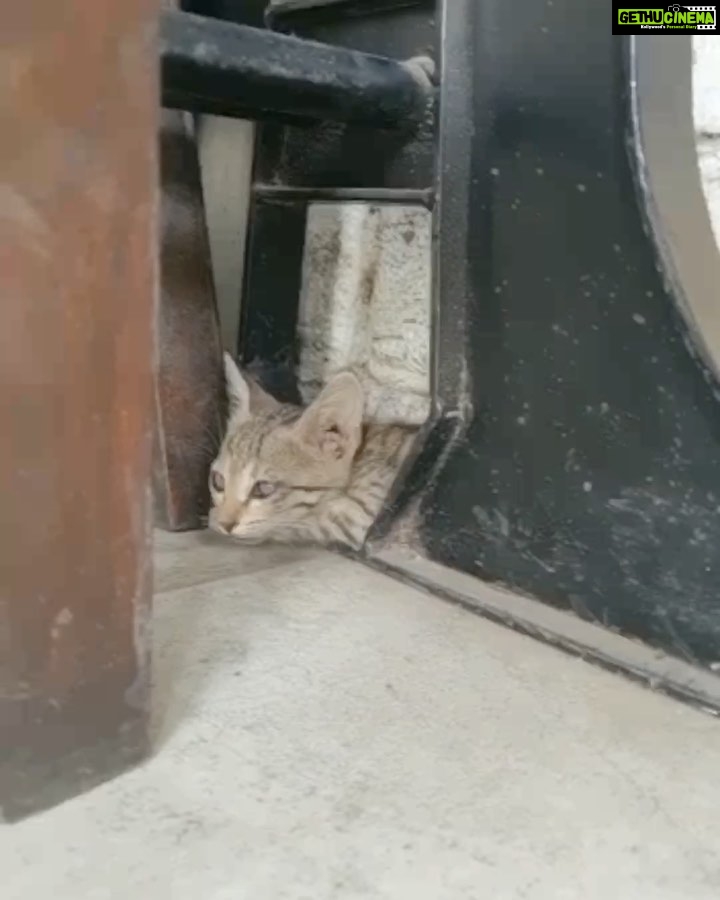 Shirley Setia Instagram - Fan appreciation post 💟 Earlier today, @devsphotographyofficial messaged me asking if I know any animal rescue folks in Indore. He found this cute little kittyyy, scared at a Shirley Setia Instagram - Fan appreciation post 💟 Earlier today, @devsphotographyofficial messaged me asking if I know any animal rescue folks in Indore. He found this cute little kittyyy, scared at a