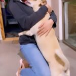 Shirley Setia Instagram - Making new friends along the journey 😻🐶 My lovingg new friend - Shanti. Thank youuu for all the love you gave me, little onee. Coming back to Hyderabad to seee you soonn ❤️ Hope everyone gets to experience the unconditional love that these pets have to add to the lives of Hoomanss! Shower love and affection on all days, not just today. Wishing for a world where everyone is more open to adopting and fostering strays ❤️ Happy #NationalPetDay 🥰