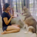 Shivani Narayanan Instagram – Chilling time with my Baby Girl🌹 #vodka #siberianhusky