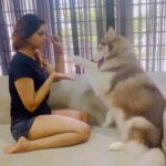 Shivani Narayanan Instagram – Chilling time with my Baby Girl🌹 #vodka #siberianhusky