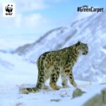 Shruti Haasan Instagram - @WWFIndia and I are back with this month's Shruti Haasan's #FieldDiaries. And, this time, onto the green carpet, we bring you fascinating facts about the shy and mysterious #SnowLeopards. · Snow leopards can't roar, they have a 'main' call described as a 'piercing yowl' – that is so loud one can hear it over the roar of a #river! · Their wide, fur-covered feet act as natural snowshoes. · Snow leopards can travel over 25 miles in a single night. · Known as 'Ghost of the Mountains' as they are rarely spotted. WWF India has developed and scaled-up initiatives. Some of their specific interventions include engaging local communities to protect the snow leopard and keeping a pulse of their population using robust monitoring tools. Tell me in the comments how would you describe these magnificent creatures. #PicturePerfect #facts #wwfindia