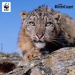 Shruti Haasan Instagram - @WWFIndia and I are back with this month's Shruti Haasan's #FieldDiaries. And, this time, onto the green carpet, we bring you fascinating facts about the shy and mysterious #SnowLeopards. · Snow leopards can't roar, they have a 'main' call described as a 'piercing yowl' – that is so loud one can hear it over the roar of a #river! · Their wide, fur-covered feet act as natural snowshoes. · Snow leopards can travel over 25 miles in a single night. · Known as 'Ghost of the Mountains' as they are rarely spotted. WWF India has developed and scaled-up initiatives. Some of their specific interventions include engaging local communities to protect the snow leopard and keeping a pulse of their population using robust monitoring tools. Tell me in the comments how would you describe these magnificent creatures. #PicturePerfect #facts #wwfindia
