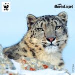 Shruti Haasan Instagram - @WWFIndia and I are back with this month's Shruti Haasan's #FieldDiaries. And, this time, onto the green carpet, we bring you fascinating facts about the shy and mysterious #SnowLeopards. · Snow leopards can't roar, they have a 'main' call described as a 'piercing yowl' – that is so loud one can hear it over the roar of a #river! · Their wide, fur-covered feet act as natural snowshoes. · Snow leopards can travel over 25 miles in a single night. · Known as 'Ghost of the Mountains' as they are rarely spotted. WWF India has developed and scaled-up initiatives. Some of their specific interventions include engaging local communities to protect the snow leopard and keeping a pulse of their population using robust monitoring tools. Tell me in the comments how would you describe these magnificent creatures. #PicturePerfect #facts #wwfindia