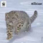 Shruti Haasan Instagram - @WWFIndia and I are back with this month's Shruti Haasan's #FieldDiaries. And, this time, onto the green carpet, we bring you fascinating facts about the shy and mysterious #SnowLeopards. · Snow leopards can't roar, they have a 'main' call described as a 'piercing yowl' – that is so loud one can hear it over the roar of a #river! · Their wide, fur-covered feet act as natural snowshoes. · Snow leopards can travel over 25 miles in a single night. · Known as 'Ghost of the Mountains' as they are rarely spotted. WWF India has developed and scaled-up initiatives. Some of their specific interventions include engaging local communities to protect the snow leopard and keeping a pulse of their population using robust monitoring tools. Tell me in the comments how would you describe these magnificent creatures. #PicturePerfect #facts #wwfindia