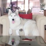 Suniel Shetty Instagram - The King & His Throne! Meet His Highness Brody...