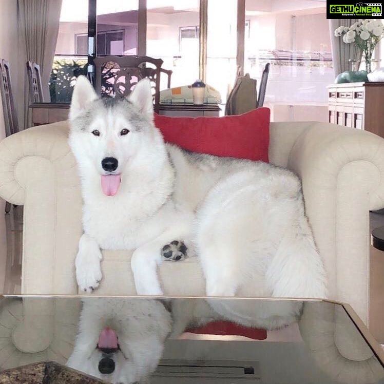 Suniel Shetty Instagram - The King & His Throne! Meet His Highness Brody...