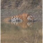 Suniel Shetty Instagram – INCREDIBLE INDIA !!NEELA NALA (MALE) – The royal Bengal tiger 
@kanha_tiger_reserve 
Madhya Pradesh ❤️