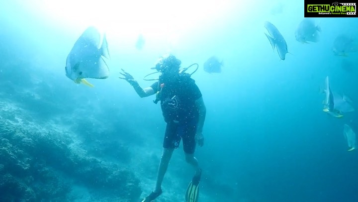 Sunny Leone Instagram - Another day in paradise!! Such an nice dive. These are a school of Bat fish! So friendly. @planmyleisure @planmyleisuretravels @FuraveriResort @b._.shetty #furaveri #Furaverimaldives #ManyMemories @diveclubfuraveri Furaveri Maldives
