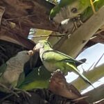 Tovino Thomas Instagram - Thallumala in Parrot 🦜 World !!! #parrots #ginosar #tiberias #israel Galilee Sailing
