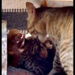 Tovino Thomas Instagram - 🐈 🐈‍⬛ #catfamily🐾 Wadi Rum