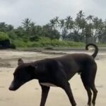 Tridha Choudhury Instagram - I was having a Lazy day at the Beach by myself, when this Dog came to me and decided to keep me company 🍀 He became so protective of me that any Bystander walking past me was alarmed by his loud bark . Hence my new Bodyguard 🍀 We befriended each other and watched the Beautiful day go by 🍀 #goa #goadiaries #travelwithme #travelwithtridha #beach #beachvibes #beachday #beachphotography #barked #barkedtongueout #boop