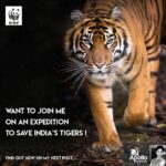 Upasana Kamineni Instagram - @wwfindia @apollofoundation & I R GOING WILD ! Join us on an expedition like never before! Experience tiger land like no one else ! All u need to do is to create a poster on HOW WE CAN SAVE THE TIGER ! Don’t forget to tag me ! It’s around the corner, so get going ! Let’s have a WILD time together 😁 #upasana Ranthambore National Park