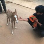 Upasana Kamineni Instagram – Excited with the new addition to the family – a beautiful healthy filly – she’s about 3 hrs old in the pic. 🙏🏼❤️😘🐴