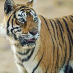 Upasana Kamineni Instagram – Machhli the celebrity tiger will be truly missed. We remember her so well from our family vacation to #Ranthambore. 🙏🏼 u have done so much for our country. Really pleased that her last rights were taken care of so respectfully.  #tiger #animallovers Ranthambore National Park