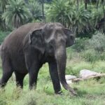 Upasana Kamineni Instagram - This is with profound grief and immense sorrow, the Nehru Zoological Park announces the passing away of the iconic female Asiatic Elephant; Rani (83 years). I’m humbled to have been given the opportunity to play a small role in her life. It was an instant connection that I’m very fortunate to be able to cherish forever. 🙏 Born on 07.10.1938, Rani was one of the oldest Elephant in captivity. It was transferred from Bagh-e- Aam (Public Garden), Nampally, Hyderabad to Nehru Zoological park on 01.10.1963. Rani lived its life to the fullest and took food till last day and left without any major physical suffering. It relished sugarcane, millets, grasses, fruits like banana etc. She breathed her last on 08.06.2021 and the post-mortem indicated old age related multiple organ failure as the cause of death. Normal Life Expectancy of an Asiatic Elephant is 60 years, and in captivity it is a little beyond 70. Nehru Zoological Park, Hyderabad celebrated Rani’s Birthday every year with great zeal. She was very polite, cooperative, and friendly matriarch to the elephant family at Zoo. Her demise has left the Zoo officers and staff heartbroken. The Zoo Officials and staff, in particular the animal keepers of the elephant enclosure paid floral tributes to Rani and recalled the cherished memories of her being part of the Zoo family. #RIP Rani ❤️⭐️🙏