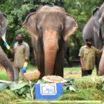 Upasana Kamineni Instagram - This is with profound grief and immense sorrow, the Nehru Zoological Park announces the passing away of the iconic female Asiatic Elephant; Rani (83 years). I’m humbled to have been given the opportunity to play a small role in her life. It was an instant connection that I’m very fortunate to be able to cherish forever. 🙏 Born on 07.10.1938, Rani was one of the oldest Elephant in captivity. It was transferred from Bagh-e- Aam (Public Garden), Nampally, Hyderabad to Nehru Zoological park on 01.10.1963. Rani lived its life to the fullest and took food till last day and left without any major physical suffering. It relished sugarcane, millets, grasses, fruits like banana etc. She breathed her last on 08.06.2021 and the post-mortem indicated old age related multiple organ failure as the cause of death. Normal Life Expectancy of an Asiatic Elephant is 60 years, and in captivity it is a little beyond 70. Nehru Zoological Park, Hyderabad celebrated Rani’s Birthday every year with great zeal. She was very polite, cooperative, and friendly matriarch to the elephant family at Zoo. Her demise has left the Zoo officers and staff heartbroken. The Zoo Officials and staff, in particular the animal keepers of the elephant enclosure paid floral tributes to Rani and recalled the cherished memories of her being part of the Zoo family. #RIP Rani ❤️⭐️🙏