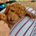 Upasana Kamineni Instagram - This cuteness stole my heart. ❤️ #mondaymood Congratulations @kalyaan_dhev @sreeja_kalyan @nivrithi_k @navishka_k on ur newest family member #toffee. Wish u all a week ahead filled with love, joy & gratitude.