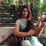 Upasana Kamineni Instagram - Was so excited to feed a tiger cub. But would never do it again! Statistics show that there are more tigers in captivity than in the wild. I don’t believe in keeping healthy wild animals as pets or in zoo’s . I adopted the elephant in the zoo to help out during COVID-19 as most of the revenue towards animal feed is generated by visitor tickets. I helped out cos these animals will never be able to survive in the wild again & we hv no clarity on when the zoo’s will reopen again. The hyderabad zoo is fantastic clean and well maintained. Super impressed by Kshitija Garu & team. @anneysaghosh & I doing something exciting. Will keep u posted. Educate urself this #internationaltigerday - if u reside in hyderabad- there are tigers living in the wild less than 3 hours away🐯 that need ur protection