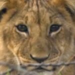 Upasana Kamineni Instagram - Happy Republic Day ! A short video from @chikoo_wild to celebrate our wildlife & biodiversity on the occasion of India’s 71st Republic Day! @wwfindia