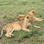 Upasana Kamineni Instagram - Happy Anniversary to us ! ❤️ (In advance ) Every anniversary we promised to do something new together - diving , adventure sport , learn healing techniques, take culinary lessons etc. This time it’s all about wildlife ! Absolutely love it ! #wildinafrica Mr & Mrs C 😉 @jungsaad Singita Sasakwa Lodge, Serengeti, Tanzania