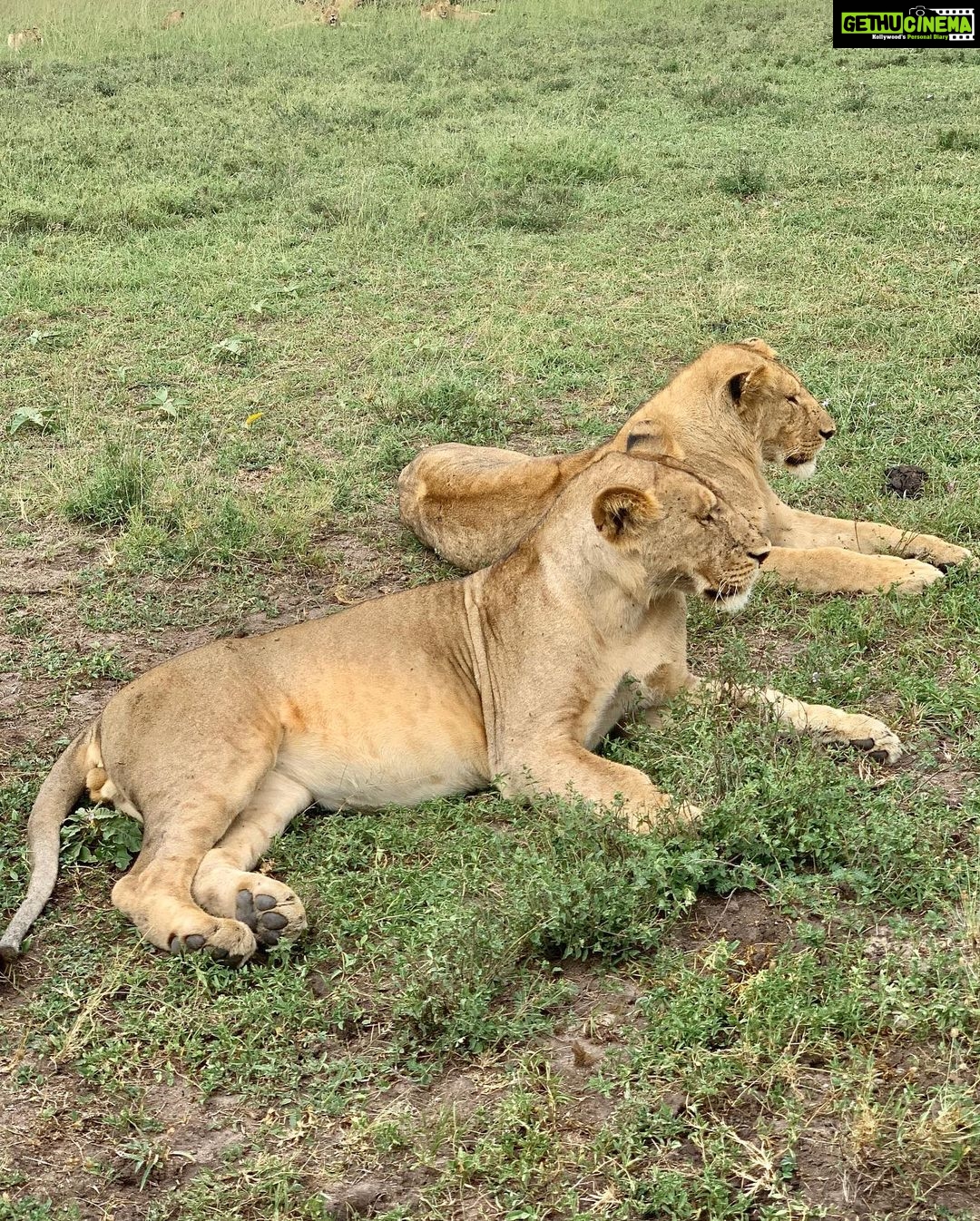Upasana Kamineni Instagram - Happy Anniversary to us ! ❤️ (In advance ) Every anniversary we promised to do something new together - diving , adventure sport , learn healing techniques, take culinary lessons etc. This time it’s all about wildlife ! Absolutely love it ! #wildinafrica Mr & Mrs C 😉 @jungsaad Singita Sasakwa Lodge, Serengeti, Tanzania