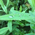 Varun Tej Instagram - Dew! #lush#greens#chikmangalur#nofilter